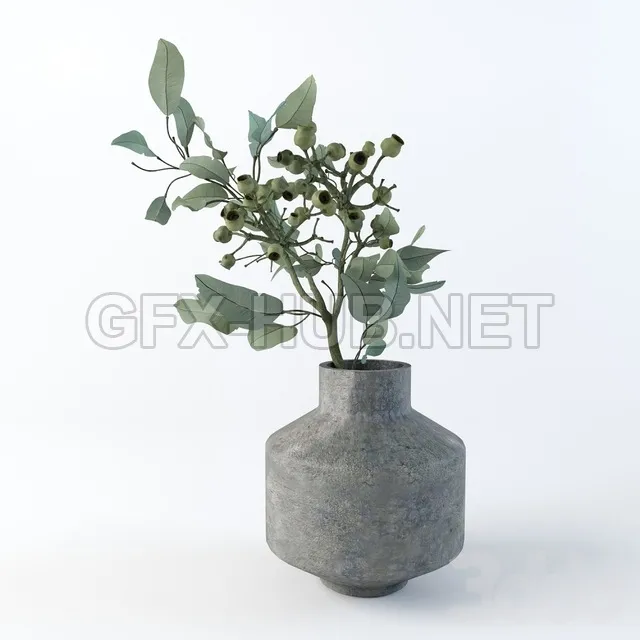 Eucalyptus robusta – 213907