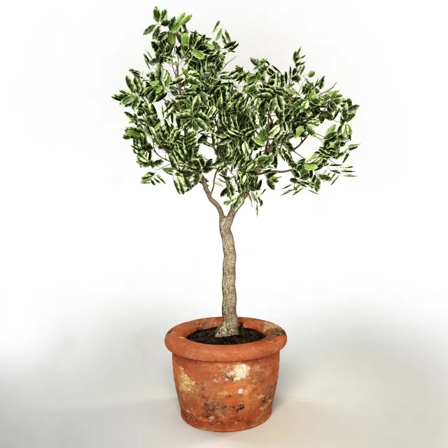Ficus benjamina – 214267