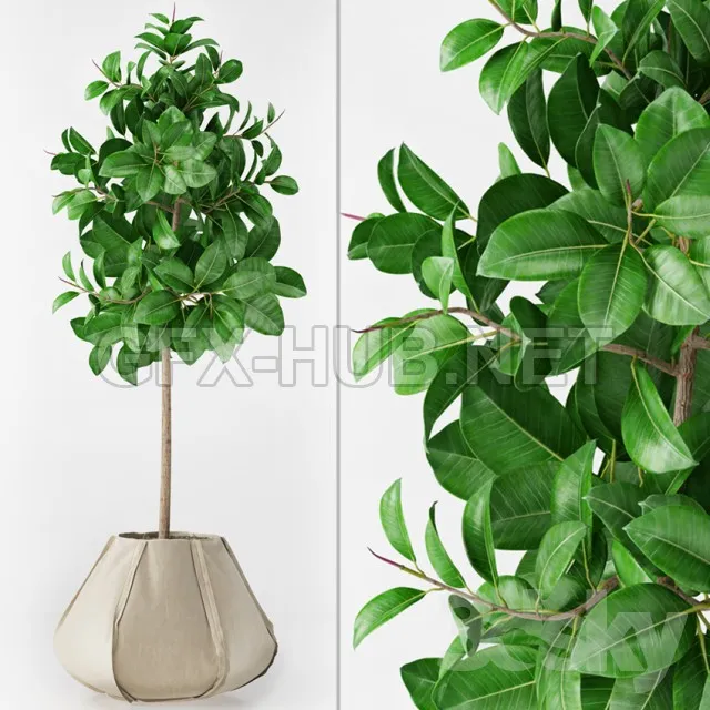 Ficus Elastica – 214271