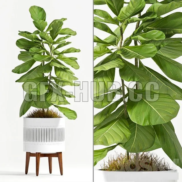 Ficus Lyrata (Plant 56) – 214275
