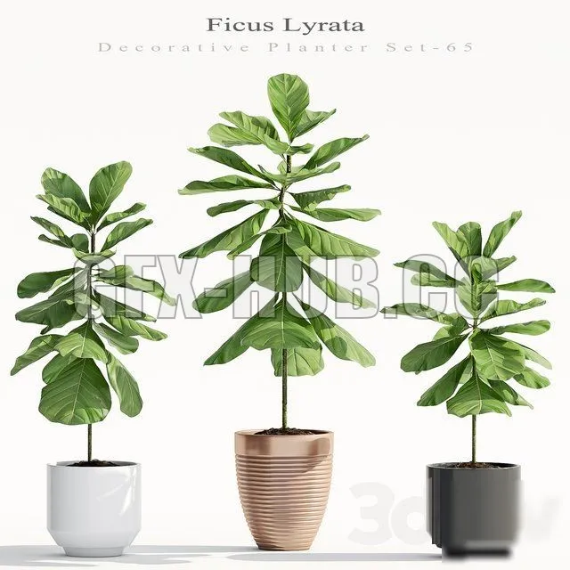 Ficus Lyrata (Plant 65) – 214277