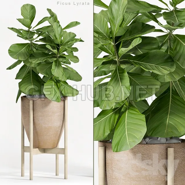 Ficus Lyrata (Plant 82) – 214279