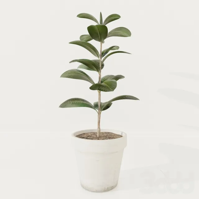 Ficus plant – 214283