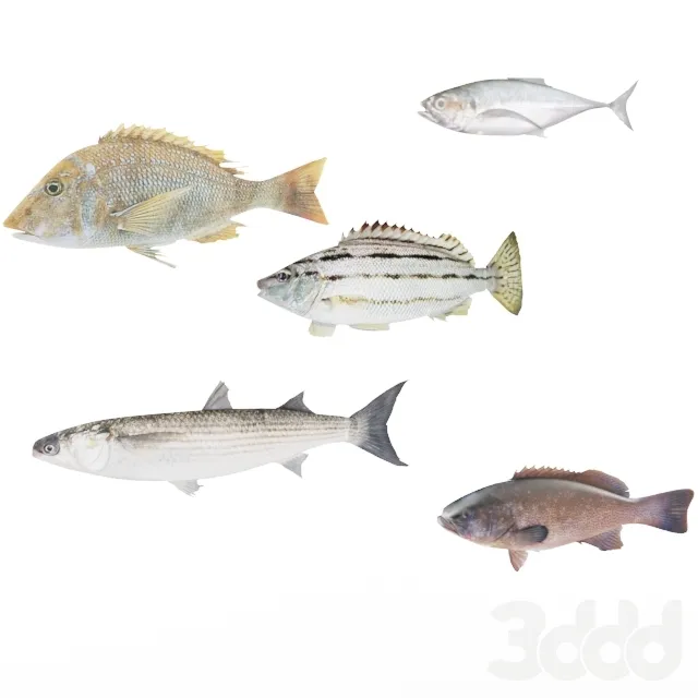 FIshes – 214489