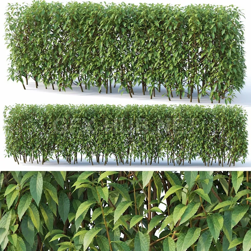 Forsythia hedge summer 120cm (Vray) – 214863