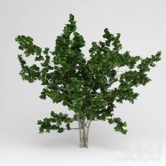 GARDEN TREE – 215213