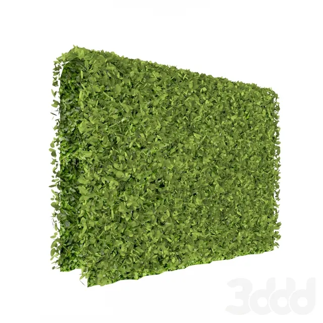 Green wall – 215851