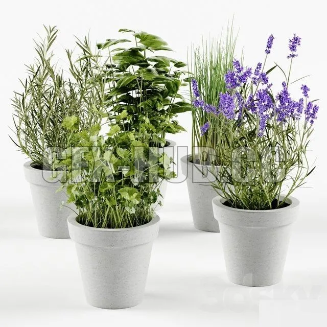 Herbs in concrete pots – 216299