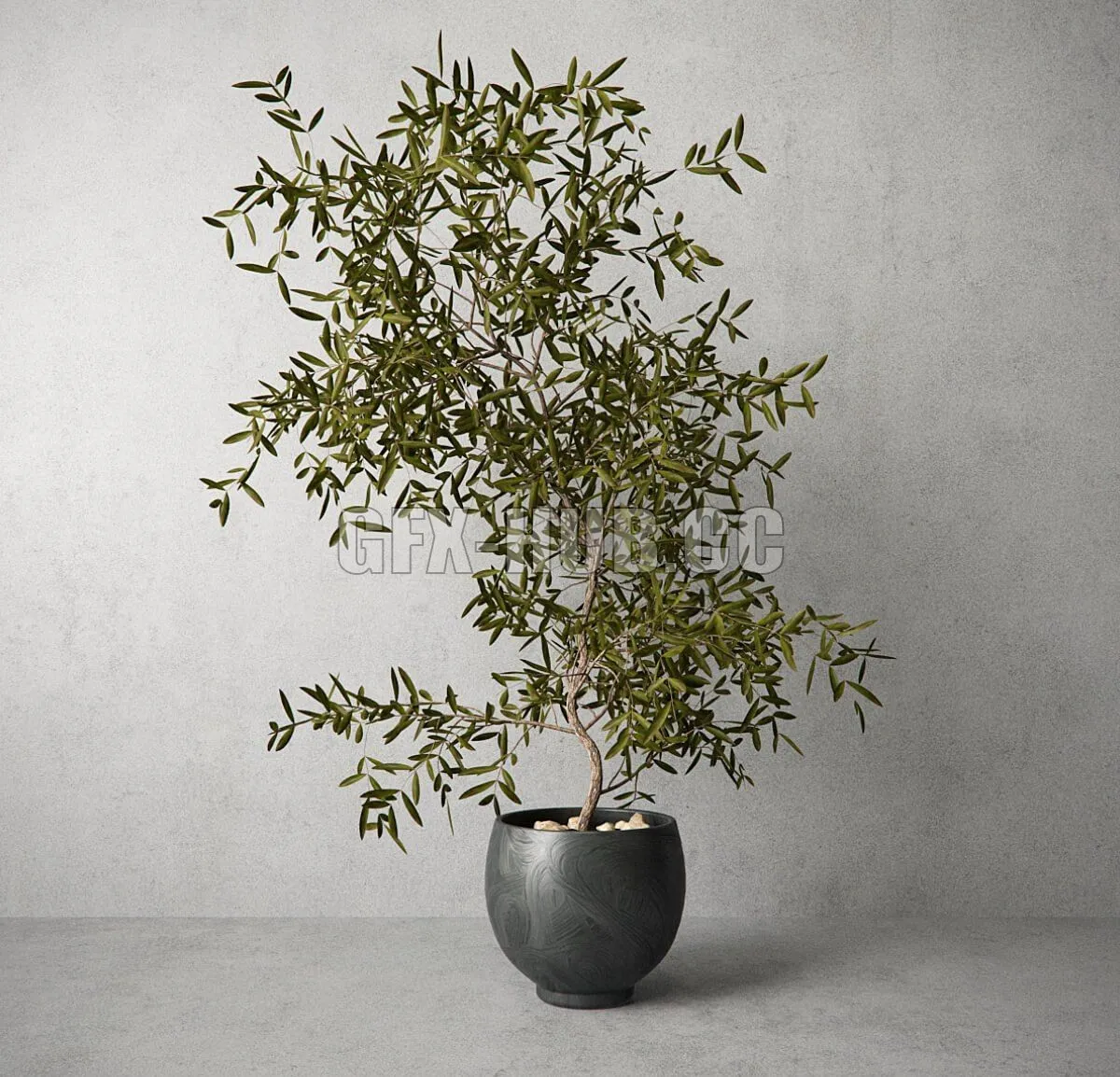 Houseplant – 216563