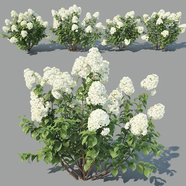 Hydrangea Paniculata 4 variations – 216669