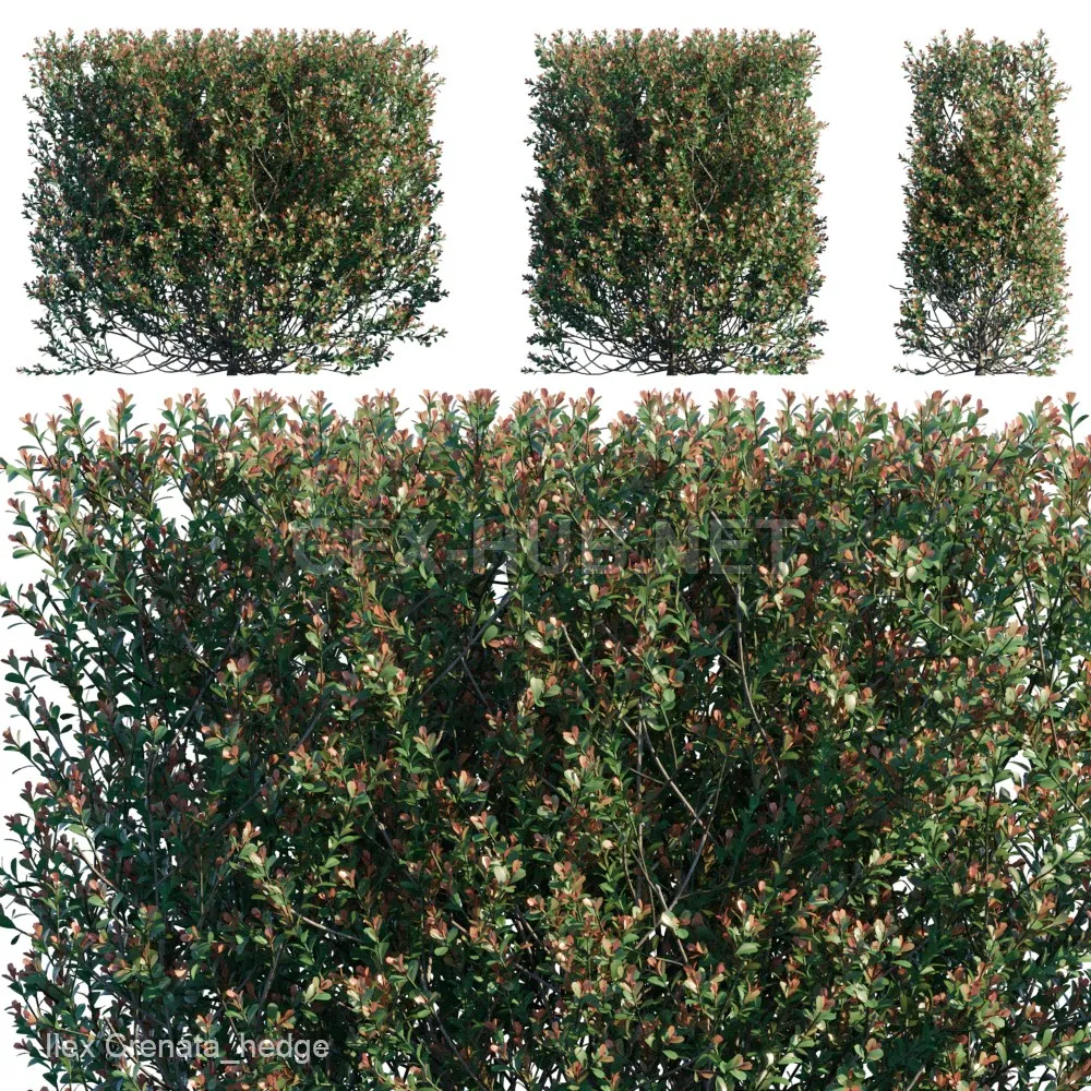 Ilex Crenata hedge (maxfbx)  3d model – 217051