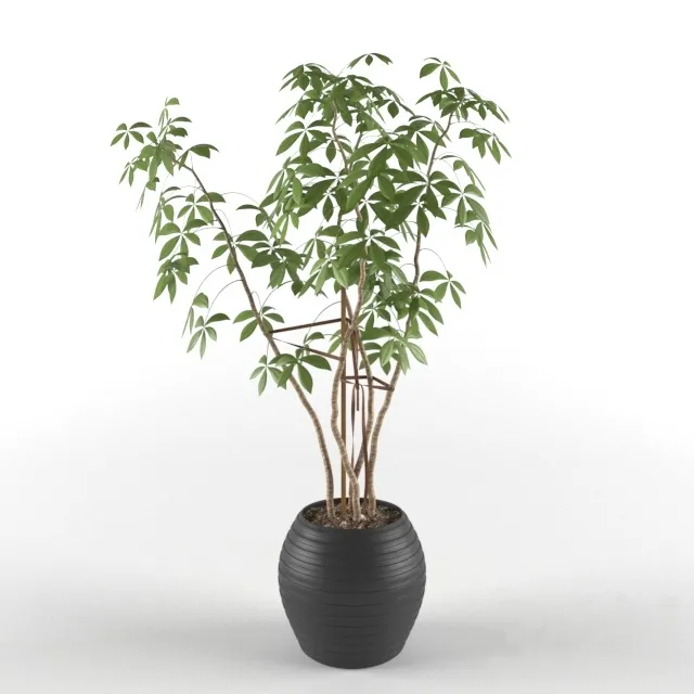 Indoor ornamental plant – 217115