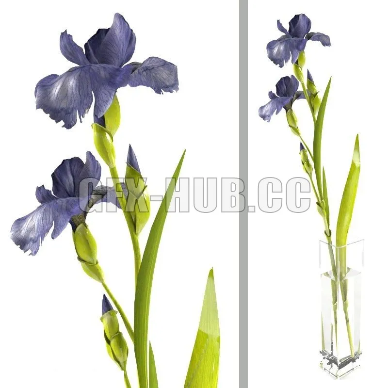 Iris sprig in a rectangular vase – 217299