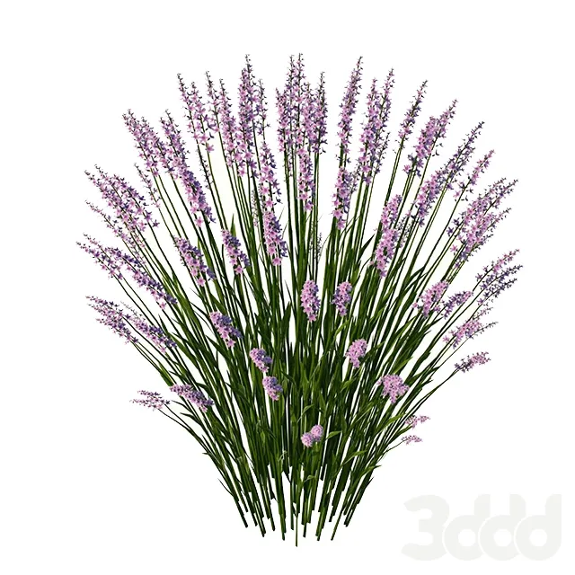 lavender – 218653