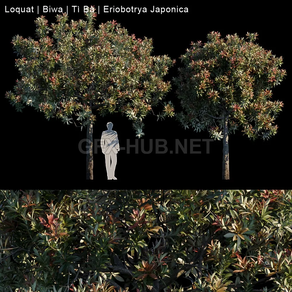Loquat Biwa Eriobotrya japonica (maxfbx) 3d model – 219197