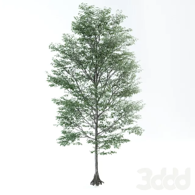 matured tree – 219841
