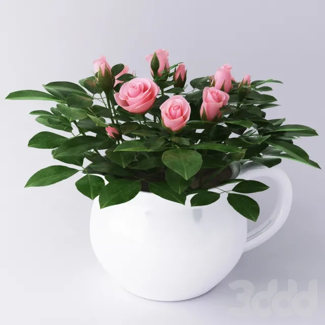 Miniature roses – 220155