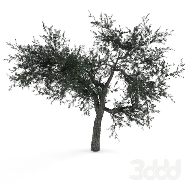 OLIVE TREE – 221563