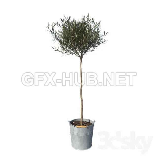 Olive tree small – 221565