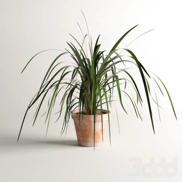Outdoor plant – 221935