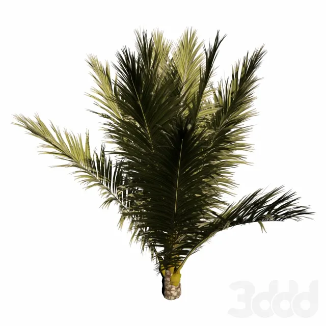 Palm Small – 222045