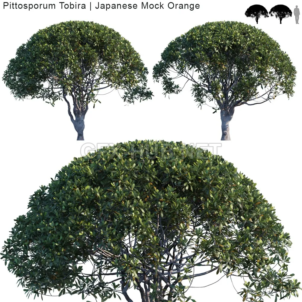 Pittosporum Tobira Japanese Mock Orange var2 3D model – 222539