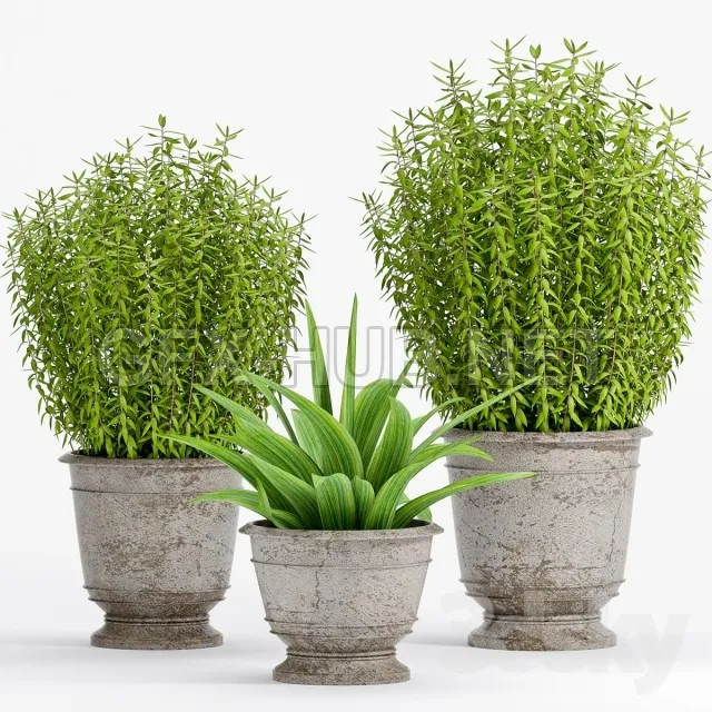 PLANT -18 – 222563