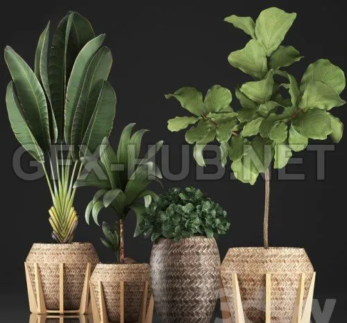 Plant collection 348 3d model – 222573