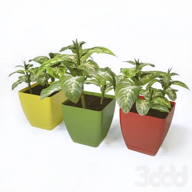 plant diffenbachia – 222575