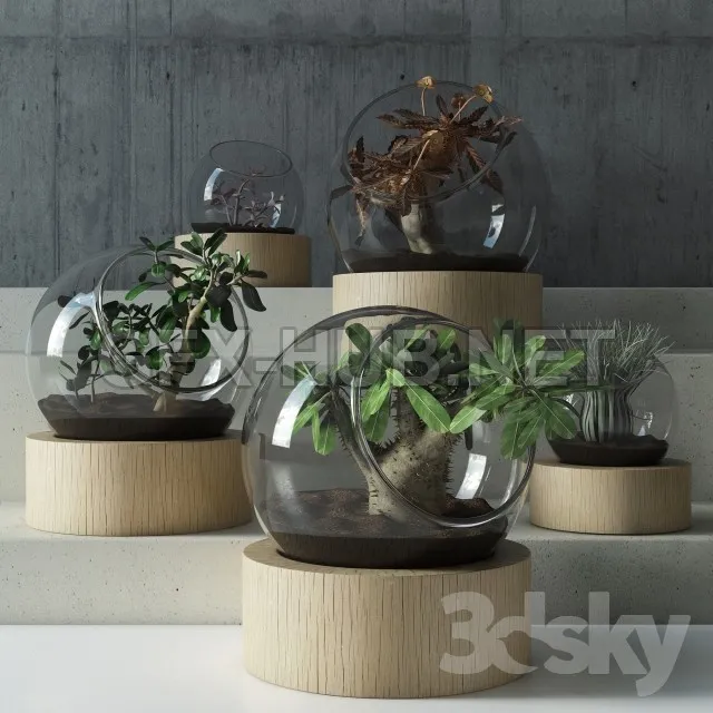 Plant in glass – 222579