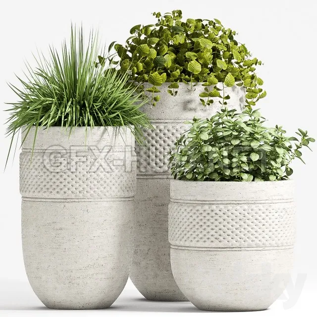 PLANT SET – 67 – 222583