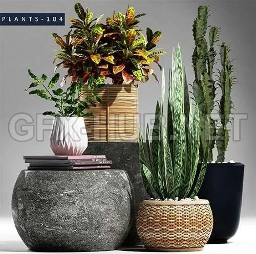 Plants 104 – 222603
