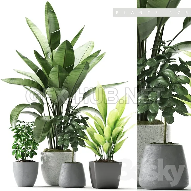 Plants 176 – 222615