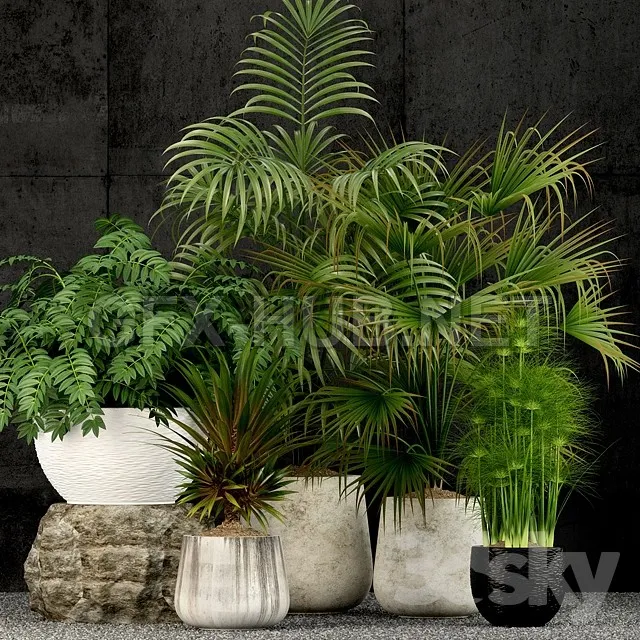 Plants collection 53 – 222625