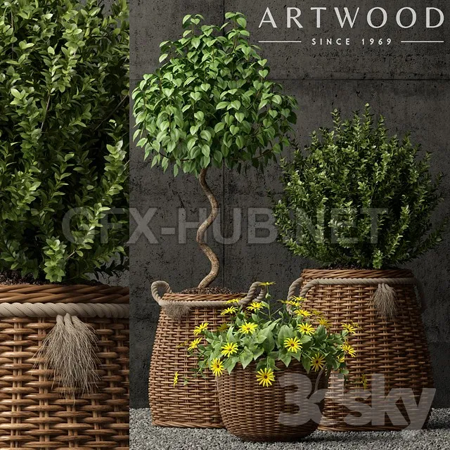 Plants collection 65 – 222629