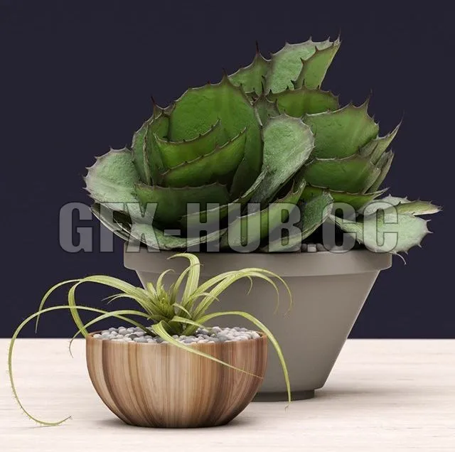 Potted Agave Succulents – 223061