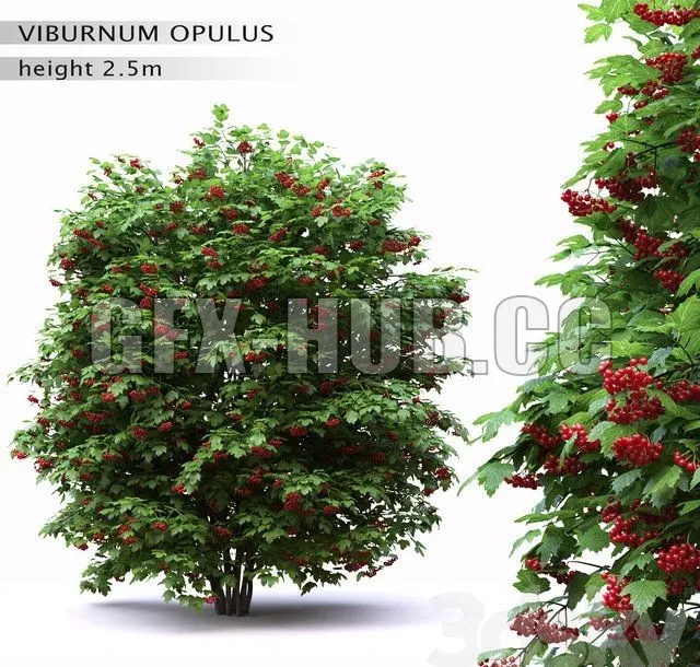 Red Wild Red Viburnum – 223581