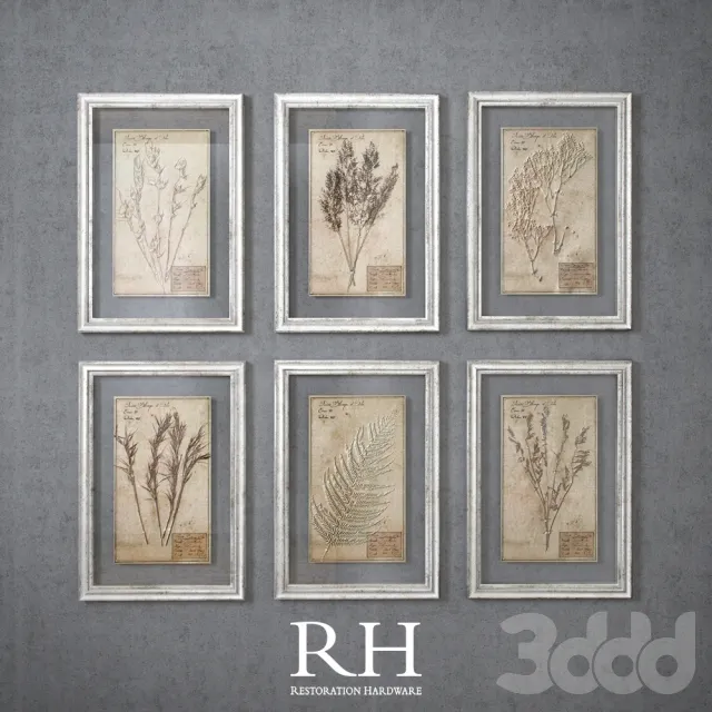 RH – 19th C. Framed Herbariums – 223809