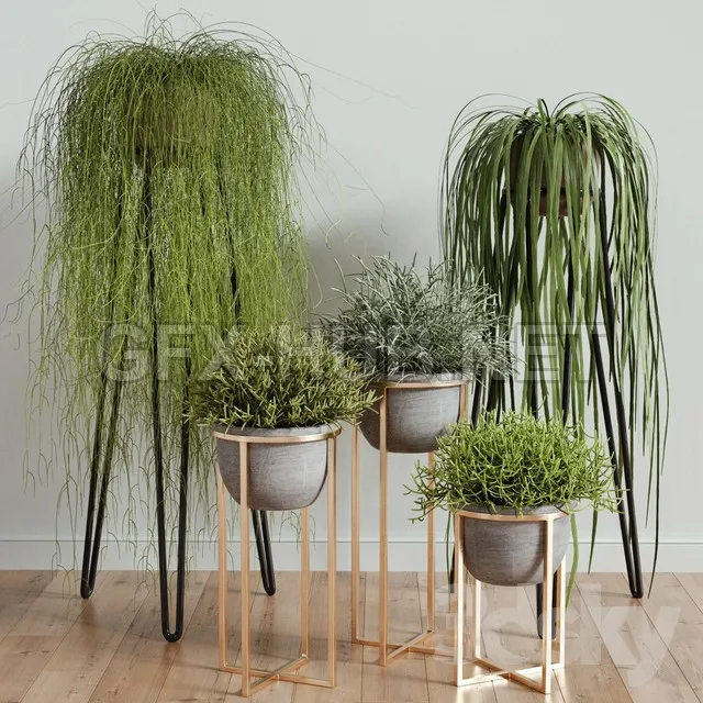 RHIPSALIS Set 02 – 223893
