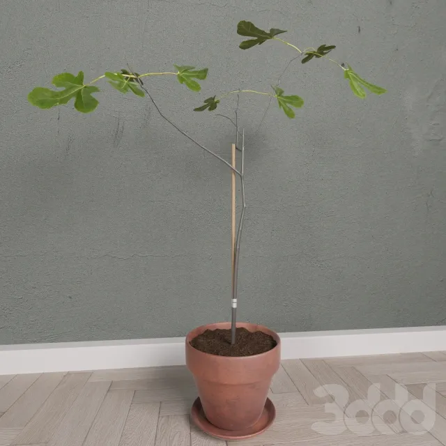 Scandinavian Fig Tree – 224525