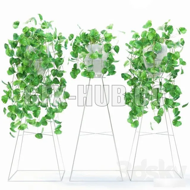 scindapsus – 224599