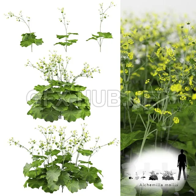 Soft bush cuff  Alchemilla mollis – 225853