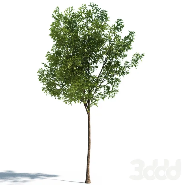 Tilia Tree 4.5m – 227203