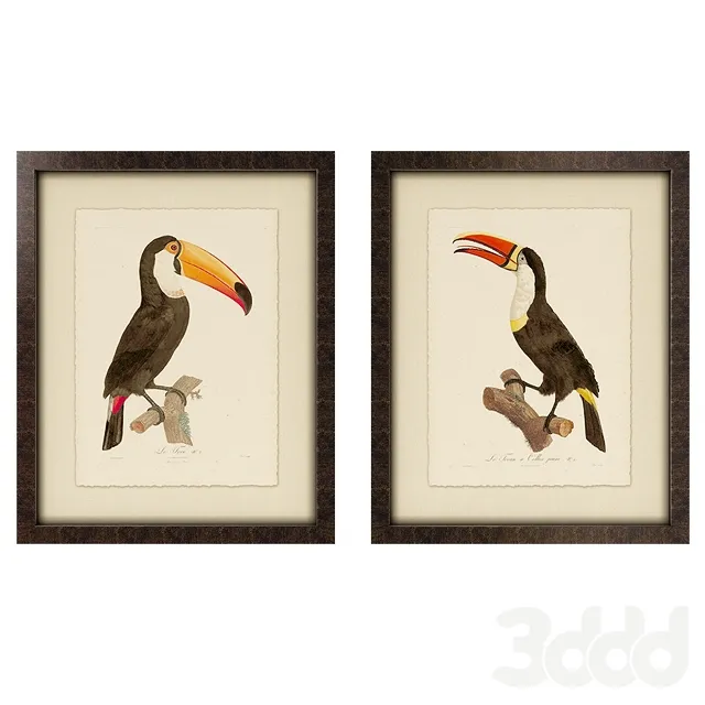 Toucan Framed Art – 227321