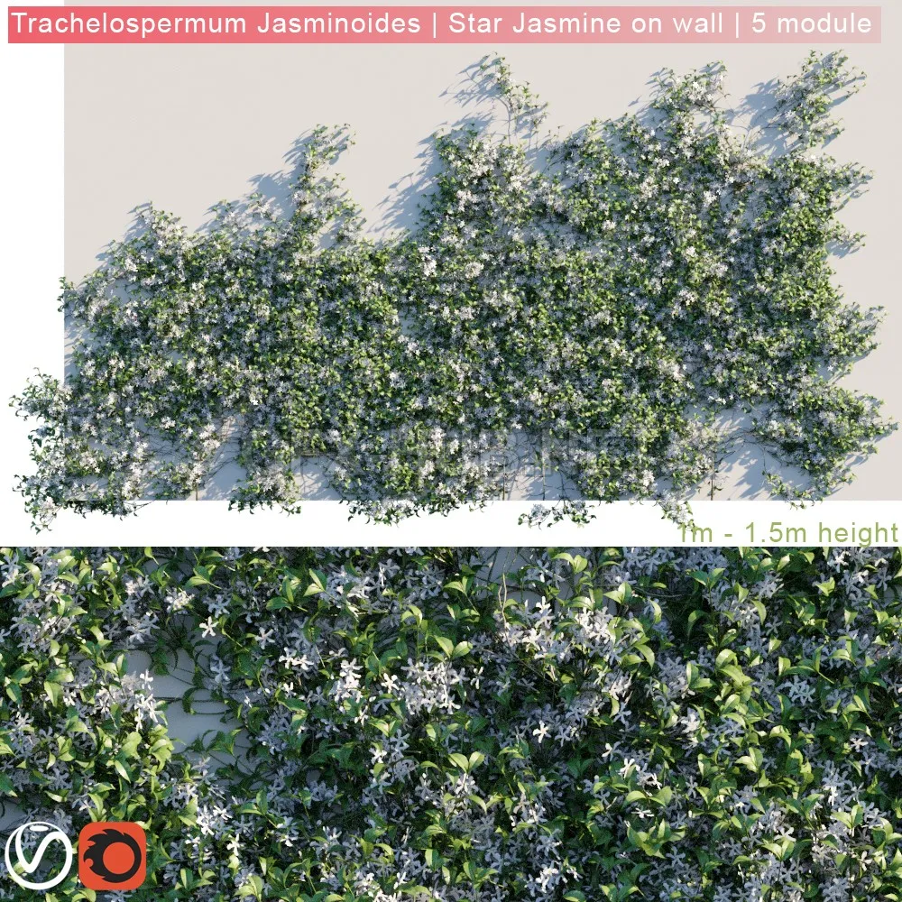 Trachelospermum Jasminoides Star Jasmine on wall 3D model – 227363