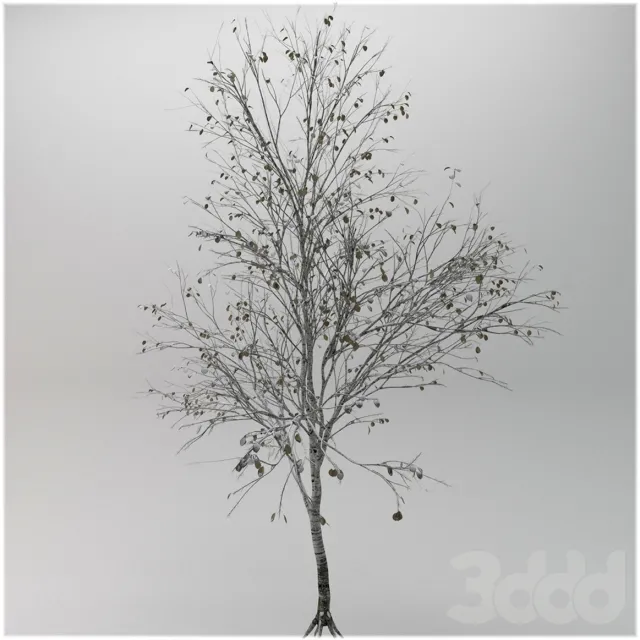 Tree betula utilis winter – 227421