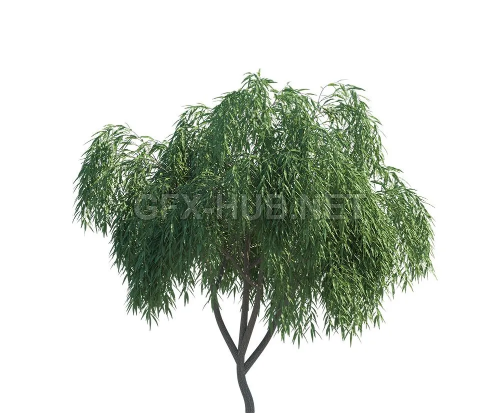 Weeping Willow Trees – 228613