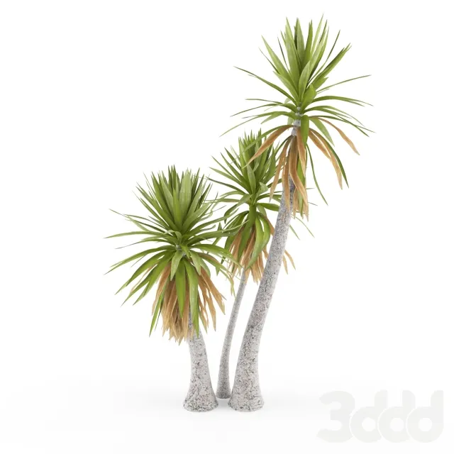 Yucca aloifolia – 229123