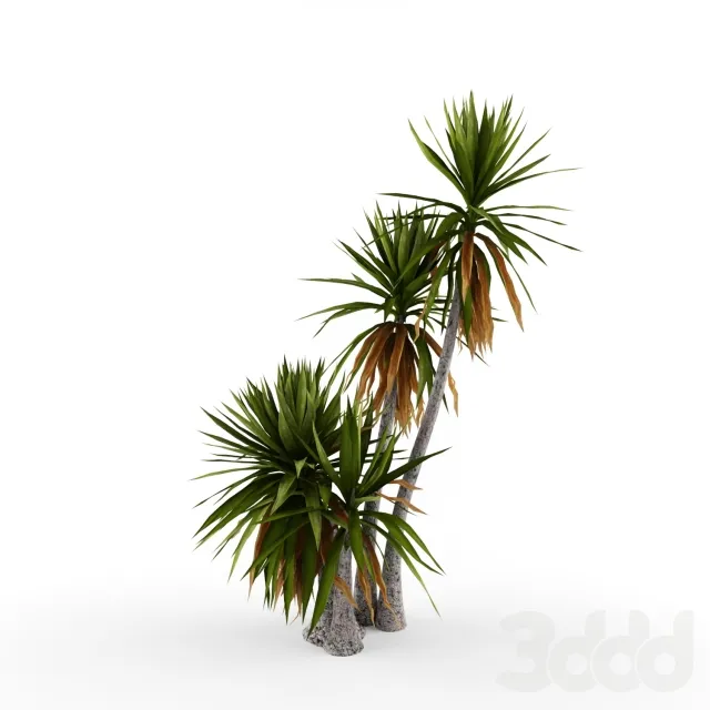 Yucca aloifolia #2 – 229125