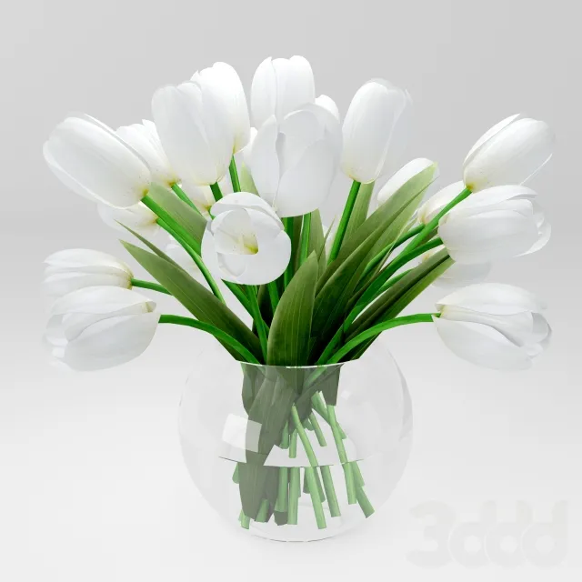 белые тюльпаны – 229657